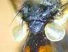 Cylindromyia sp.